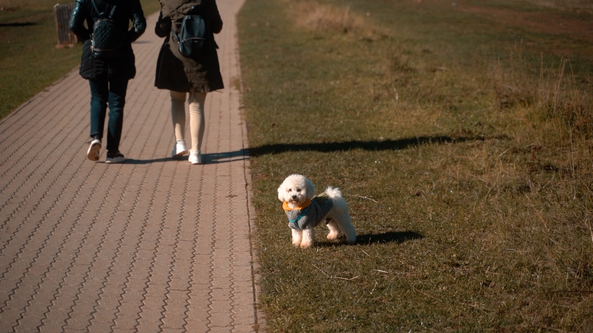 Zlatibor "pet friendly" destinacija 10 predloga za odmor sa kućnim ljubimcima СРБИН.инфо