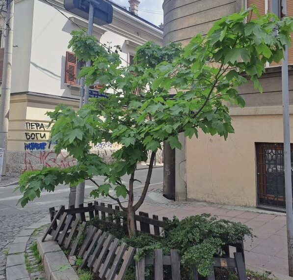 „Не ломите ми јаворе“ – како је једно мало дрво ујединило Београђане