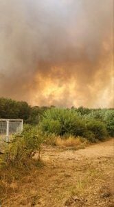 Катастрофално стање у Делиблатској пешчари: Ватра се шири, дим стигао до Вршца – Вучићев режим се чешља (ВИДЕО)